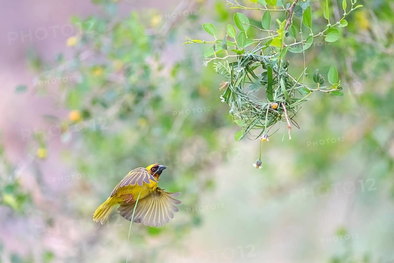 Ruppell's Weaver, Rueppell's Weaver, (Ploceus galbula), weaver bird building a nest, weaver birds, Ayn Razat, Salalah, Dhofar, Oman, Asia
