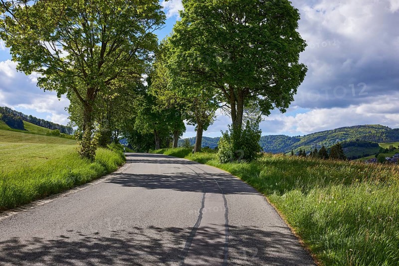 Avenue of sycamore maple (Acer pseudoplatanus) in Bernau im Black Forest, Black Forest, Waldshut district, Baden-Württemberg, Germany, Europe