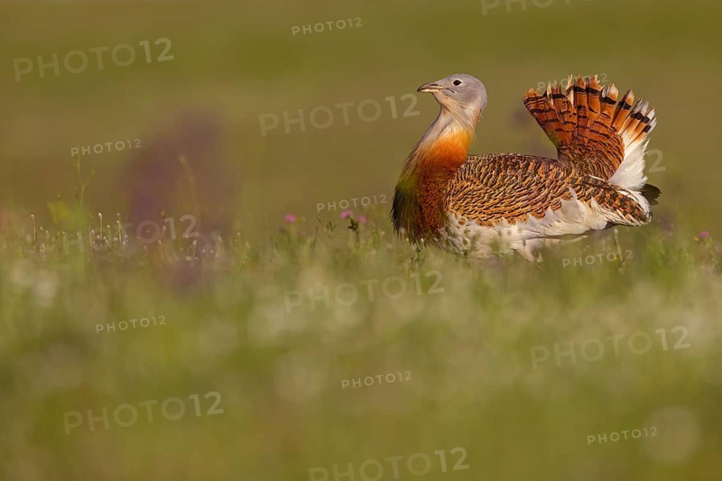 Great bustard (Otis tarda), Outarde barbue, Avutarda Comun, Spain, Toledo, Hides De Calera / Great Bustard, Calera Y Chozas, Castilla La Mancha / Toledo, Spain, Europe