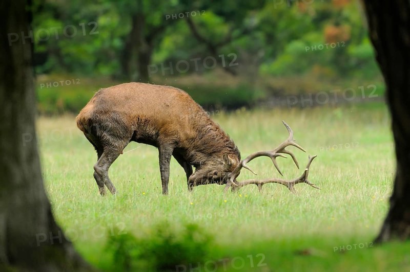 Red deer (Cervus elaphus) in rut season male on a meadow at the edge of the woods, captive
