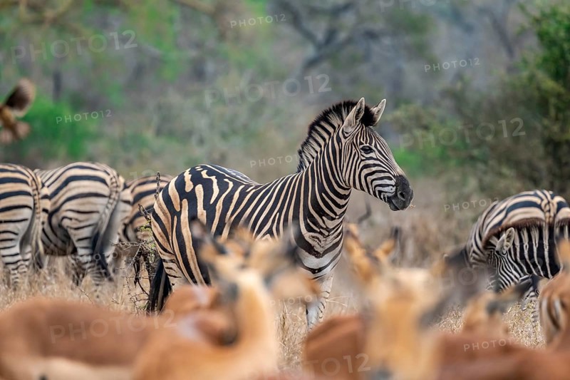 Plains zebra (Equus quagga), behind a herd of impala (Aepyceros melampus), Kruger National Park, South Africa, Africa