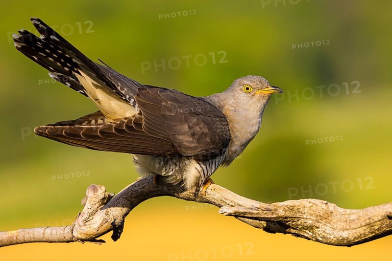Common cuckoo (Cuculus canorus), Coucou gris, Cuco Europeo, Cuco Comun, Ast, branch, Ormoz area, Ormoz, Podravska, Slovenia, Europe