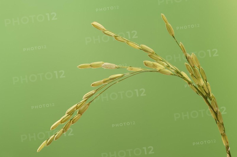 Rice (Oryza sativa), ear of rice, ear of grain