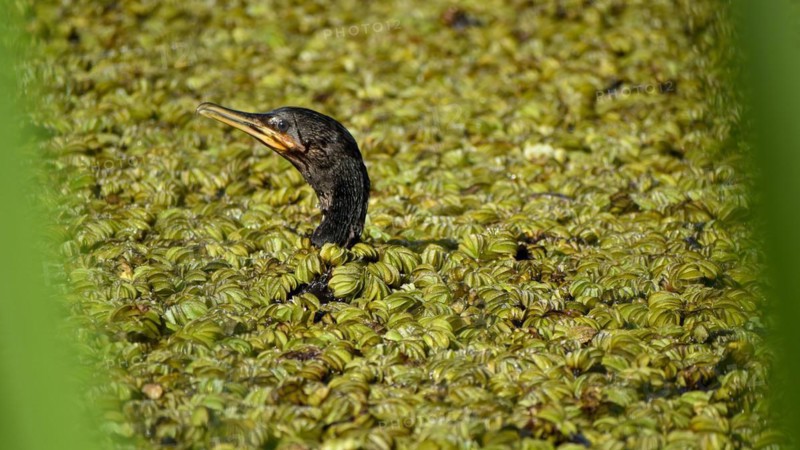 Humboldt cormorant (Nannopterum brasilianum) swimming on a lake full of floating ferns (salvinia), Reserva Ecologica Costanera Sur, Buenos Aires, Argentina, South America