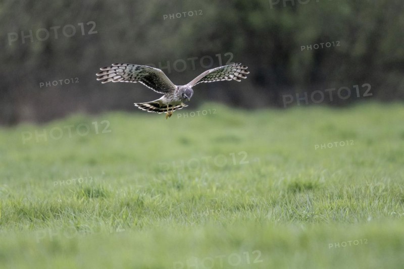 Hen harrier (Circus cyaneus), Emsland, Lower Saxony, Germany, Europe