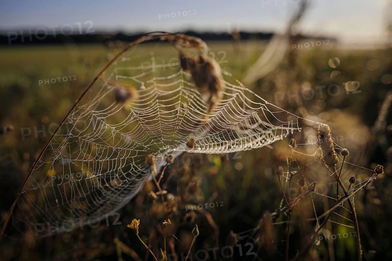 The sun rises over a field near Born am DarÃŸ and breaks in a spider's web covered in morning dew. Born, 31.07.2024