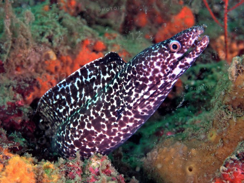 Spotted moray (Gymnothorax moringa), dive site Amber Jack, Destin, Panhandle, Gulf of Mexico, Florida, USA, North America
