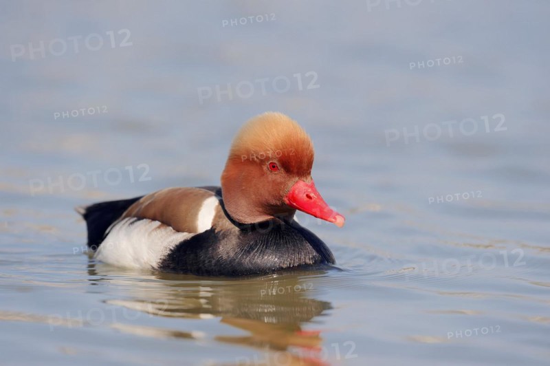 Red-crested pochard (Netta rufina), male, Camargue, Provence, southern France