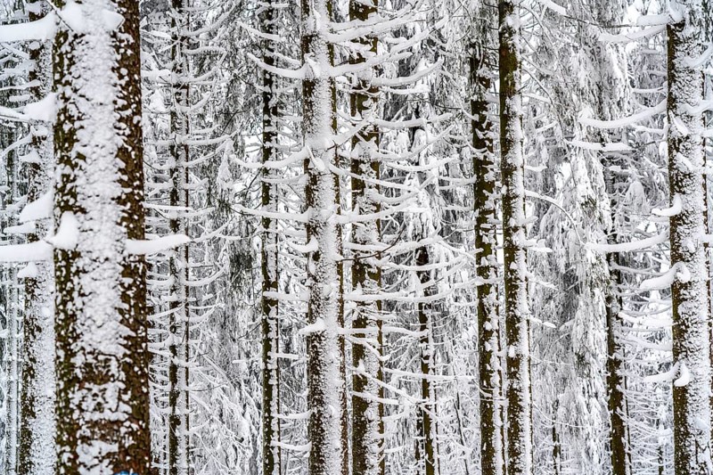Snow-covered spruce trees, winter in Sauerland, Hochsauerlandkreis, at Kahler Asten, near Winterberg, few tourists, visitors, during the lockdown in January 2021, North Rhine-Westphalia, Germany, Europe