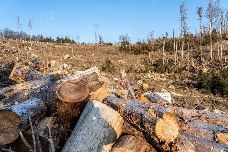 Cleared forest area north of the village of Hirschberg, Soest district, dead spruce stands were felled, dead trees due to bark beetle infestation, Arnsberg Forest, North Rhine-Westphalia, Germany, Europe