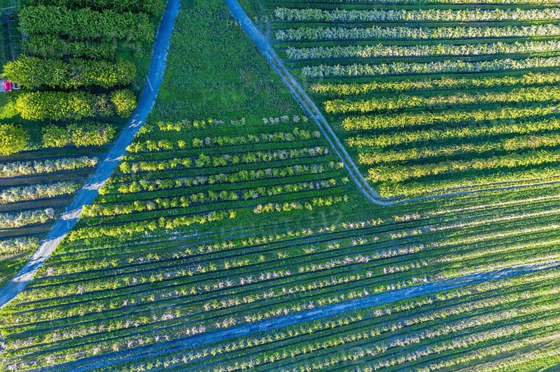Apple farm near Lofthus at the Sörfjord, a branch of the Hardangerfjord, blomstering in May, drone shot, Hardanger, Norway, Europe