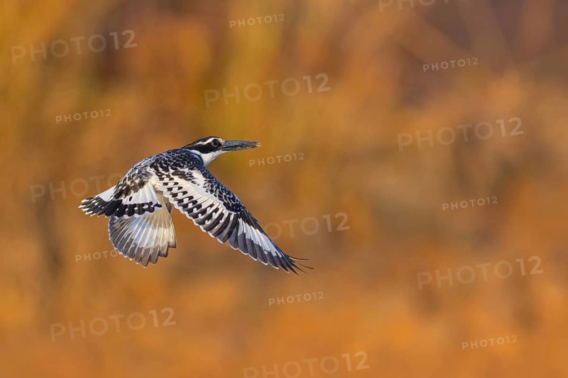 Pied kingfisher (Ceryle rudis), Alcyon pie, MartÜn Pescador PÜo, Marakissa River Camp Marakissa, South Bank, Gambia, Africa