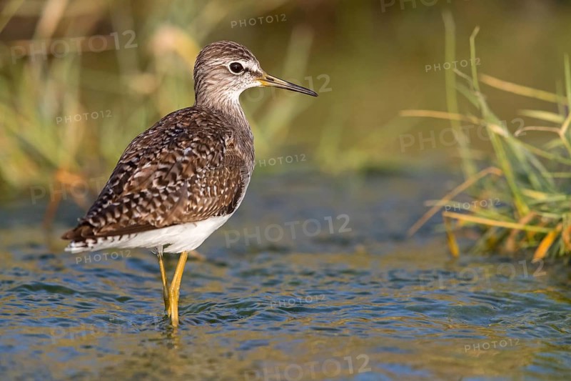 Wood sandpiper (Tringa glareola), Chevalier sylvain, AndarrÃ­os Bastardo, Raysut, Salalah, Sohar, Oman, Asia