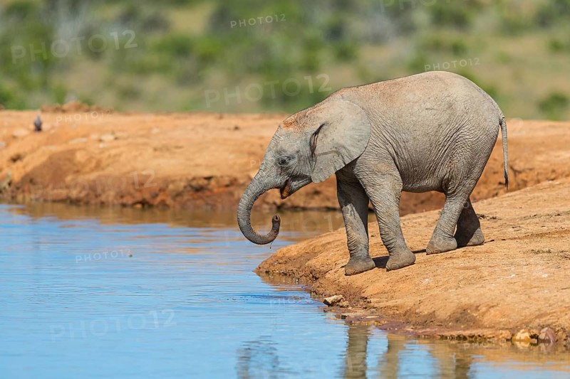 African elephant, (Loxodonta african), Addo Elephant National Park, Addo Camp, Western Cape, South Africa, Africa