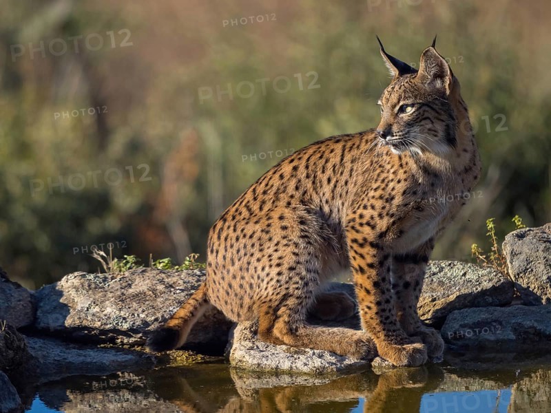 Iberian lynx (Lynx pardinus), drinking water at the waterhole, Hides De Calera / Lynx Hide, Calera Y Chozas, Castilla La Mancha / Toledo, Spain, Europe