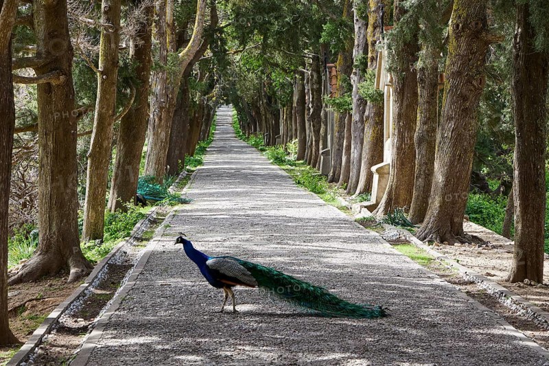 A peafowl (pavo) walks on a gravel path surrounded by tall cypress trees in a peaceful forest landscape, Filerimos, hill not far from Rhodes town, Ancient State of Ialyssos, Rhodes, Dodecanese, Greek Islands, Greece, Europe