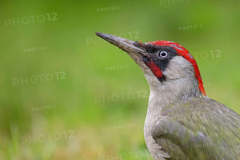 European green woodpecker (Picus viridis), Pic vert, Pito Real, Battenberg, Neuhofen, Rhineland-Palatinate, Germany, Europe