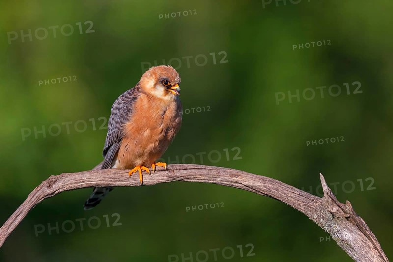 Red-footed Falcon, (Falco vespertinu), perching station, falcon family, Tower Hide, Tiszaalpar, Kiskunsagi National Park, Bacs-Kiskun, Hungary, Europe