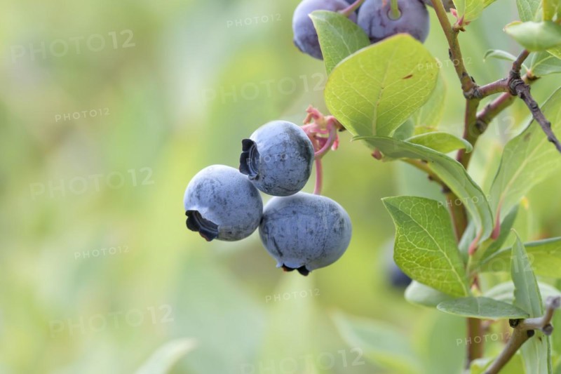 Blueberry (Vaccinium corymbosum 'Draper'), Bundessorteamt, Marquardt testing centre, Marquardt, Brandenburg, Germany, Europe