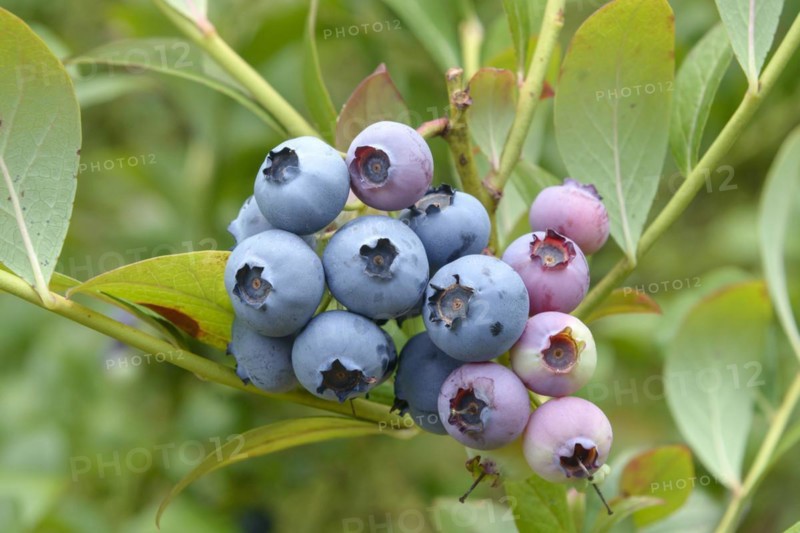 Blueberry (Vaccinium corymbosum 'Bluecrop')