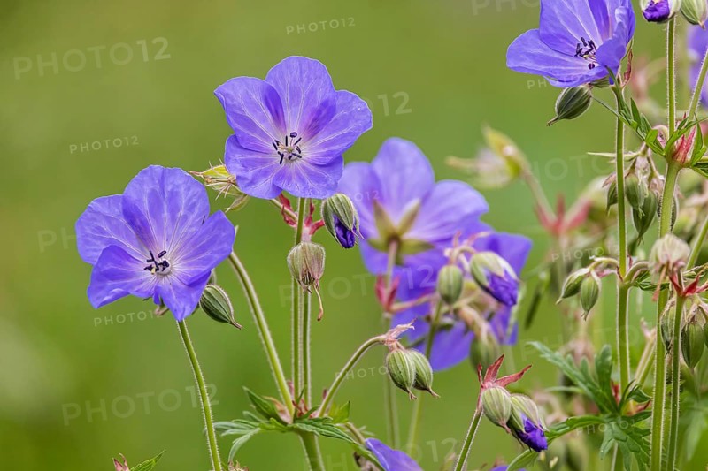 Meadow cranesbill (Geranium pratense) . Eninger Weide on the Swabian Alb, Eningen unter Achalm, Baden-Württemberg, Germany, Europe