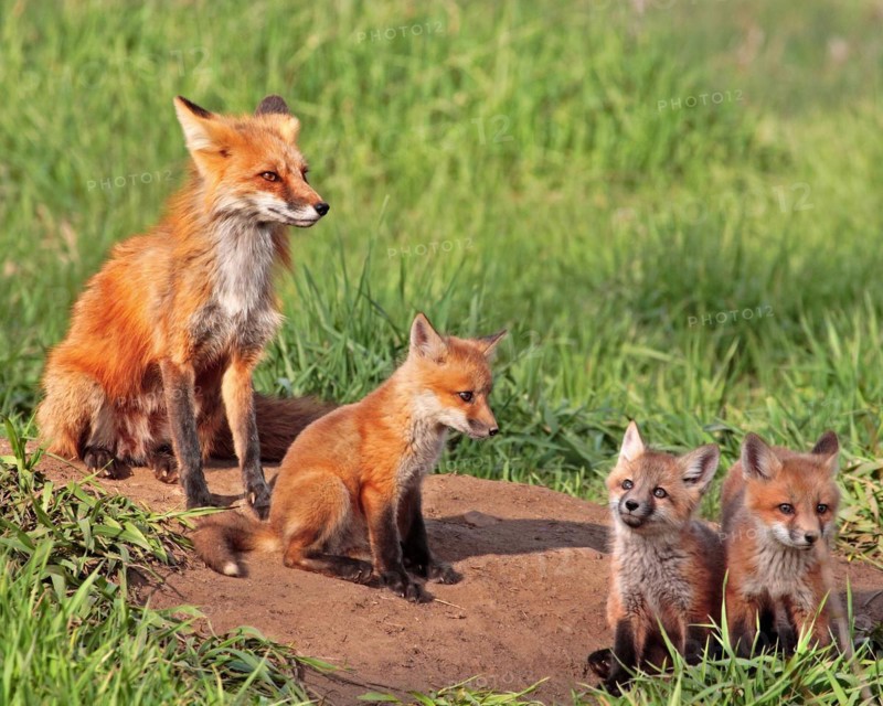A red fox with three pups, Colorado, United States, North America