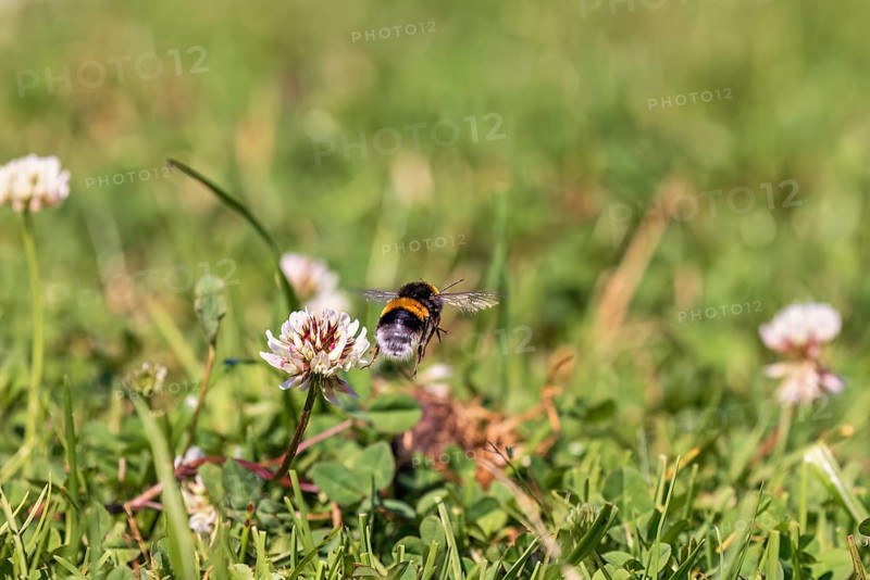 Buff-tailed bumblebee (Bombus terrestris) flying on a meadow with flowering white clover (Trifolium repens)