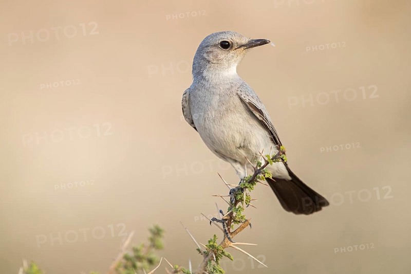 Blackstart, (Cercomela melanura), Grey Chat, Ayn Hamran, Salalah, Dhofar, Oman, Asia