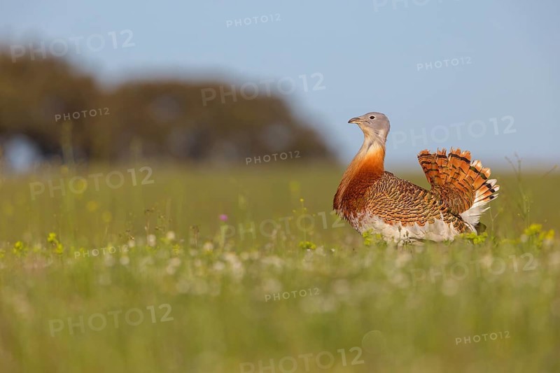 Great bustard (Otis tarda), Outarde barbue, Avutarda Comun, Spain, Toledo, Hides De Calera / Great Bustard, Calera Y Chozas, Castilla La Mancha / Toledo, Spain, Europe