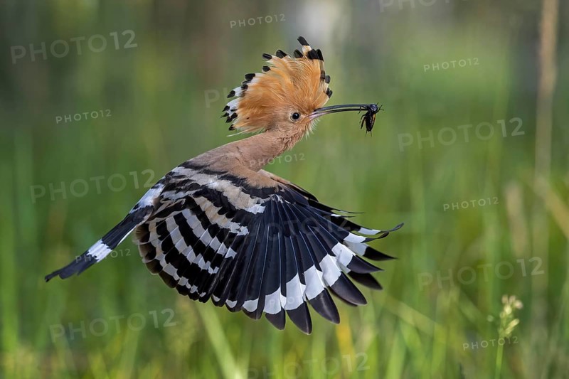 Hoopoe (Upupa epops) Bird of the Year 2022, male with field cricket as prey, foraging, canopy erected, flying, close to the ground, Middle Elbe Biosphere Reserve, Saxony-Anhalt, Germany, Europe