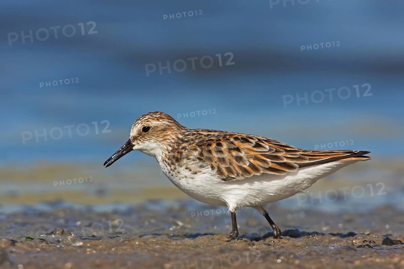 Little stint (Calidris minuta), Bécasseau minute, Correlimos Menudo, Kalloni Salt Pans, Lesvos, Greece, Europe