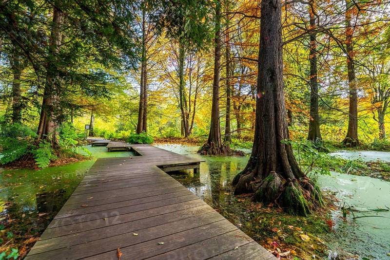 The Botanical Garden of the Ruhr University Bochum, in the district of Bochum-Querenburg, North Rhine-Westphalia, Germany, Botanical Garden of the Ruhr University Bochum, tertiary pond, swamp cypresses, in the district of Bochum-Querenburg, North Rhine-Westphalia, Germany, Europe