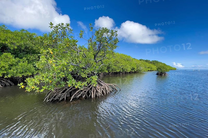 Stilt mangrove (Rhizophora stylosa) stands in lagoon of island in Western Pacific, Pacific Ocean, Yap Island, Yap State, Caroline Islands, Federated States of Micronesia FSM, Australia, Oceania
