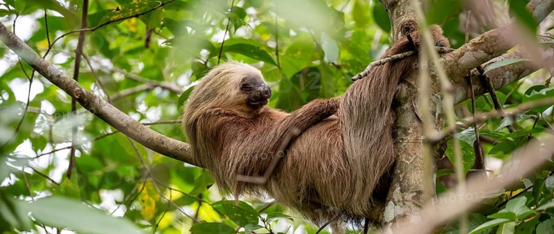 Hoffmann's two-toed sloth (Choloepus hoffmanni) on a branch, Cahuita National Park, Costa Rica, Central America