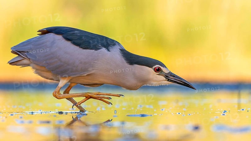 Black crowned night heron (Nycticorax nycticorax) hunting, fishing, sunrise, shallow water zone, shore zone, reed belt, morning light, Kiskunsag National Park, Hungary, Europe