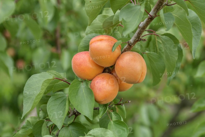Apricot (Prunus armeniaca 'Harlayne'), Bundessorteamt, Marquardt testing centre, Marquardt, Brandenburg, Germany, Europe