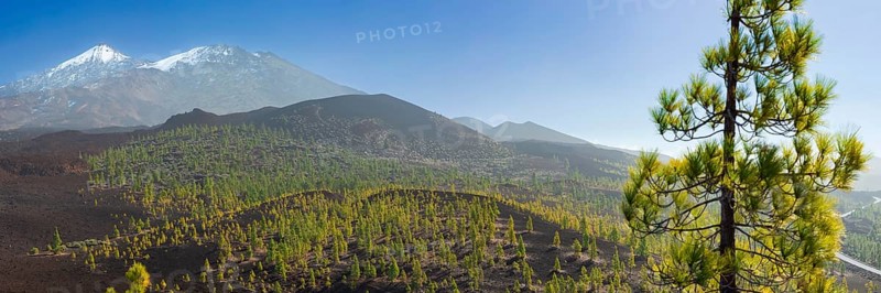 Canary Island pines (Pinus canariensis), Mirador de Chio, Teide National Park, Tenerife, Canary Islands, Spain, Europe