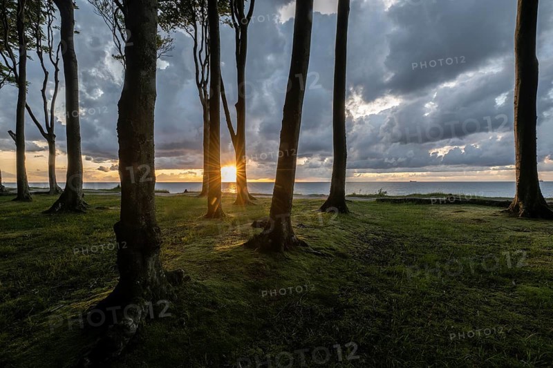 Beech forest (Fagus sylvatica), Ghost Forest Nienhagen, Mecklenburg-Western Pomerania, Germany, Europe