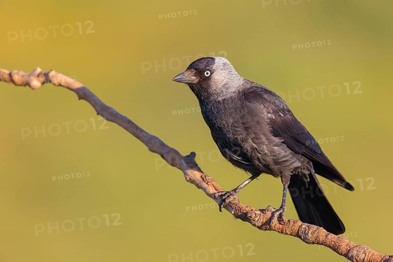 Western jackdaw (Corvus monedula), Choucas des tours, Grajilla Comun, Grajilla, Texel, Villafranca de los Caballeros, Noordholland, Holland