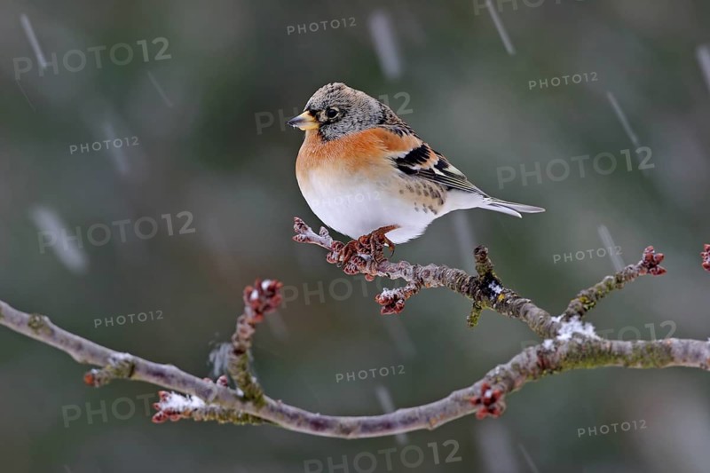 Brambling (Fringilla montifringilla), winter, snow, foraging, Battenberg, Rhineland-Palatinate, Federal Republic of Germany