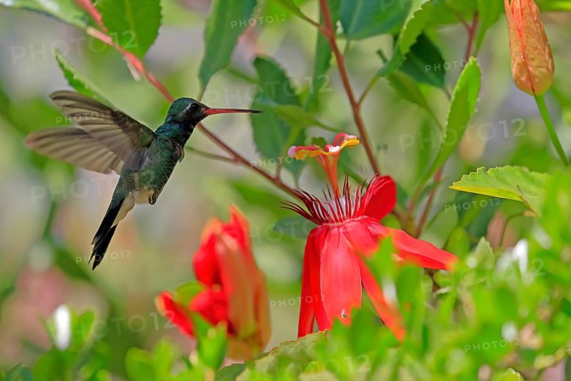 Broad-billed hummingbird (Cynanthus latirostris), adult, male, flying, on flower, foraging, Sonoran Desert, Arizona, North America, USA, North America