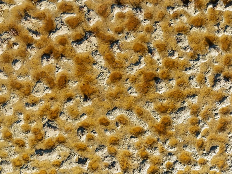 Detail of marshland near Sanlucar de Barrameda. Aerial view. Drone shot. Cadiz province, Andalusia, Spain, Europe