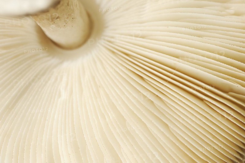 Common saffron umbrella mushroom or saffron giant umbrella mushroom (Chlorophyllum rhacodes, Macrolepiota rhacodes), lamellae, North Rhine-Westphalia, Germany, Europe
