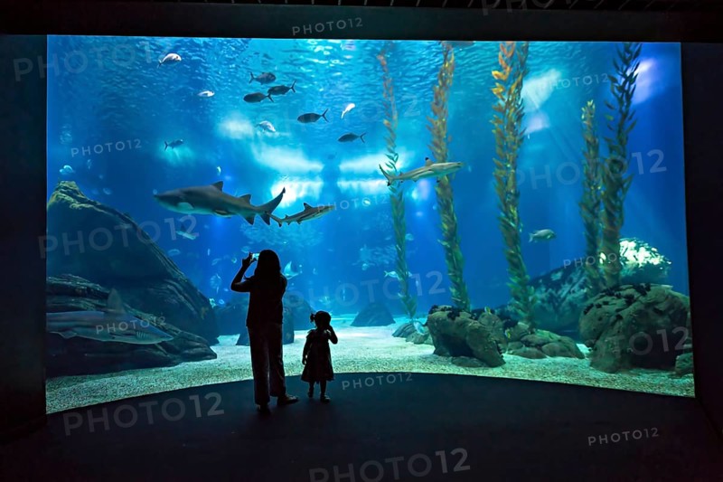 Ein Erwachsener und ein Kind stehen in Ehrfurcht vor einem groÃŸen Aquarium und beobachten Haie und Fische, Ocenario de Lisboa