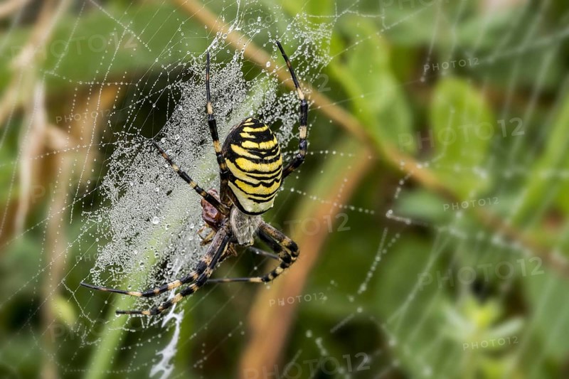 Wasp spider (Argiope bruennichi, Aranea brünnichii) feeding on caught insect in spiral orb web
