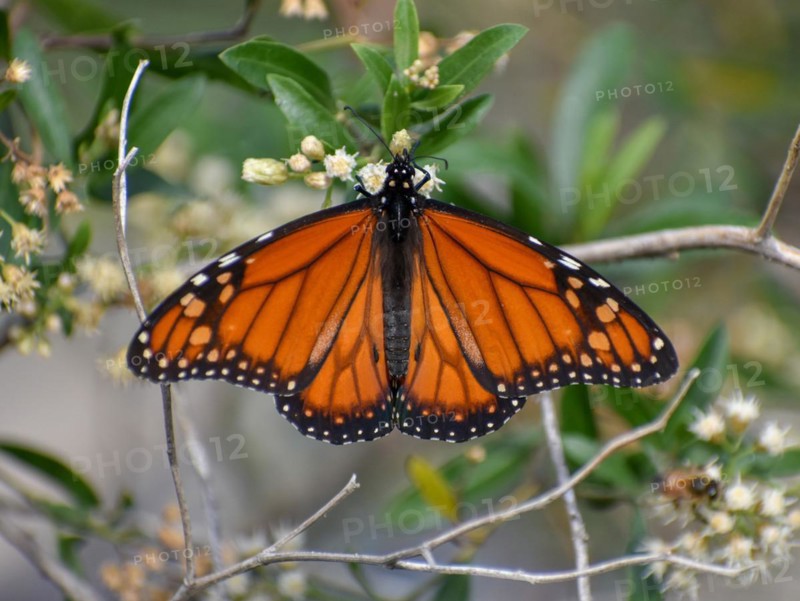 Monarch butterfly (danaus erippus, the sister species of Danaus plexippus) on wildflower Austroeupatorium inulifolium, in Spanish mariposera, seen in Buenos Aires, Argentina, South America