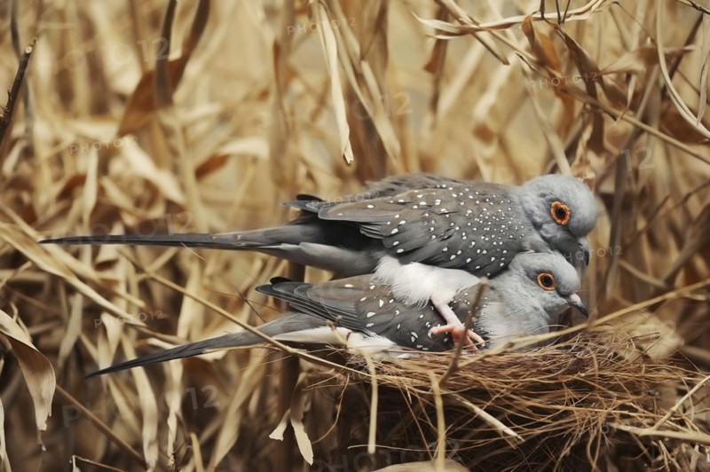 Diamond dove (Geopelia cuneata), pair copulating, captive, occurring in Australia