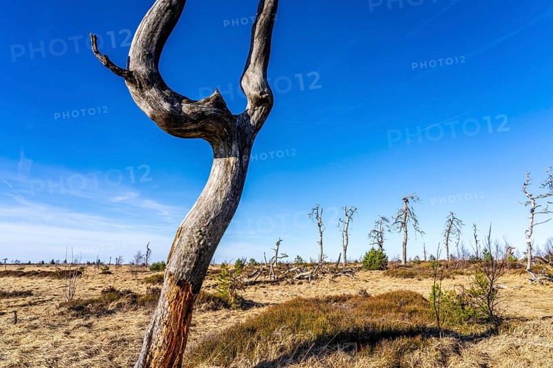 Noir Flohay ghost forest, remnants of a forest fire from 2011 in the High Fens, high moor, in the Eifel and Ardennes region, High Fens-Eifel nature park Park, north-east of Baraque Michel, Belgium, Wallonia, Europe
