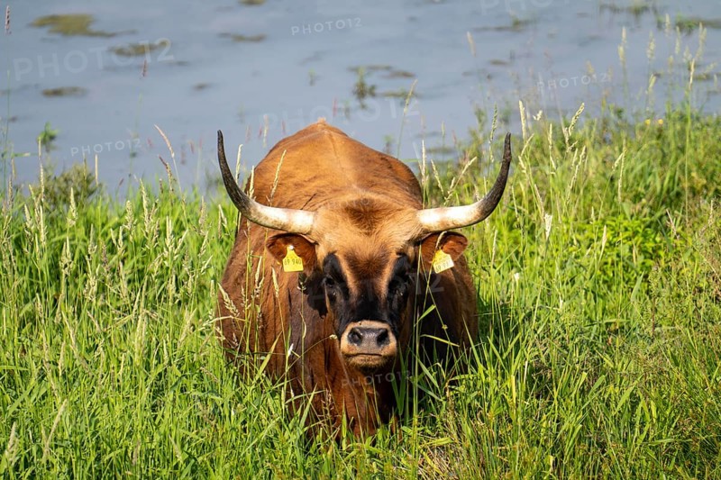 Herd of Hecker cattle in the Kiebitzwiese nature reserve, on the territory of the town of Fröndenberg/Ruhr, North Rhine-Westphalia, Germany, Europe