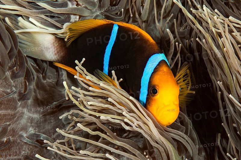 Orange-fin clownfish (Amphiprion chrysopterus) Bluefin anemonefish Clownfish Nemo damselfish hides in magnificent sea anemone (Heteractis magnifica) Synonym Sea anemone, Pacific Ocean